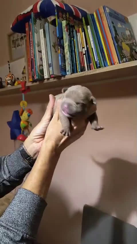 American Bully perros en venta: American bully exotic  - Video 2