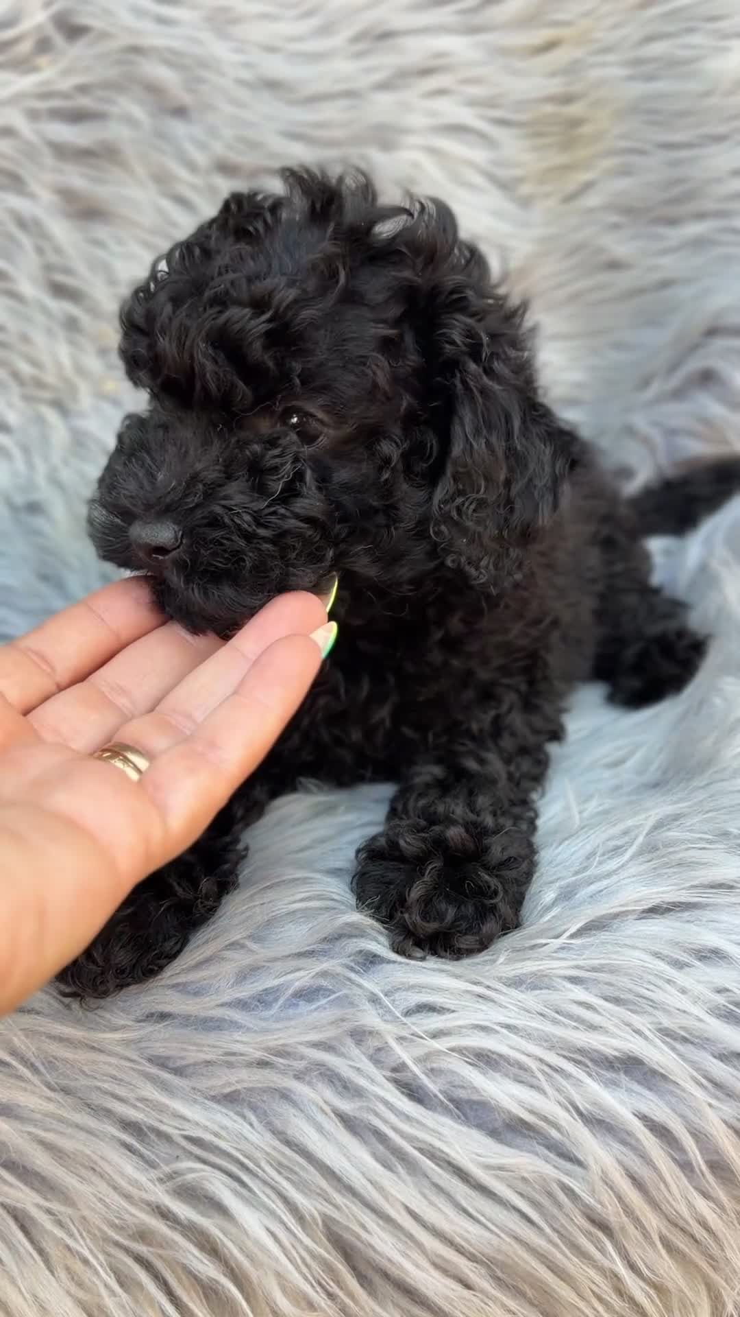 Caniche Toy perros en venta: Caniche Toy  - Video 2