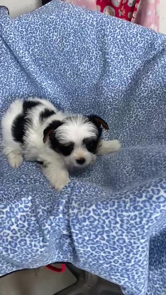 Biewer Yorkshire Terrier a la Pom Pon perros en venta: CACHORRITO DE YORKSHIRE BIEWER - Video 1