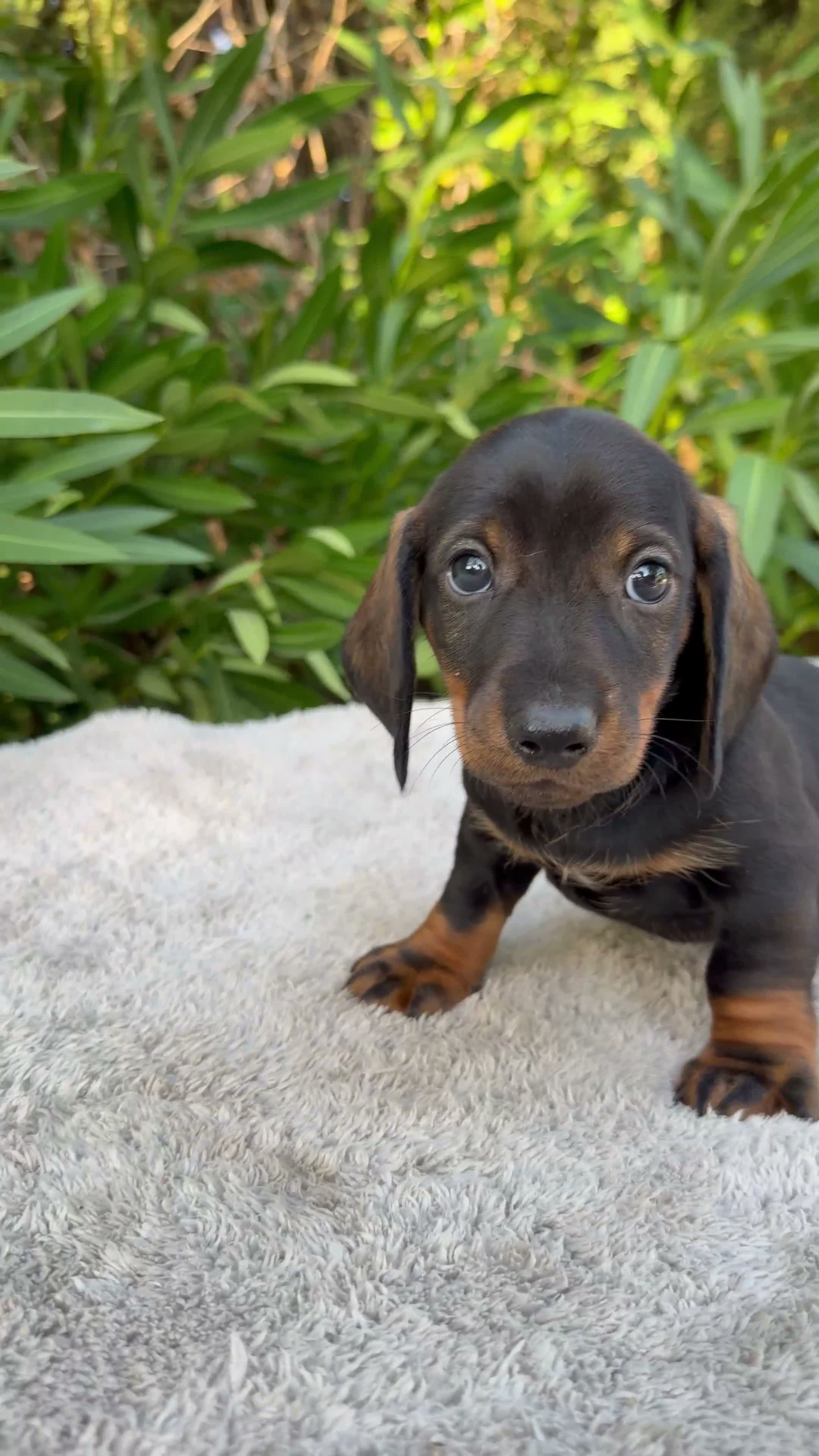 Teckel Miniatura perros en venta: TECKEL MINIATURA NEGRO FUEGO - Video 1