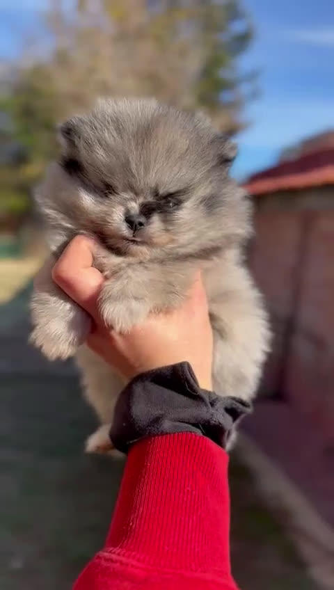 Pomerania perros en venta: Pomerania Minitoy cara oso Merle  - Video 1