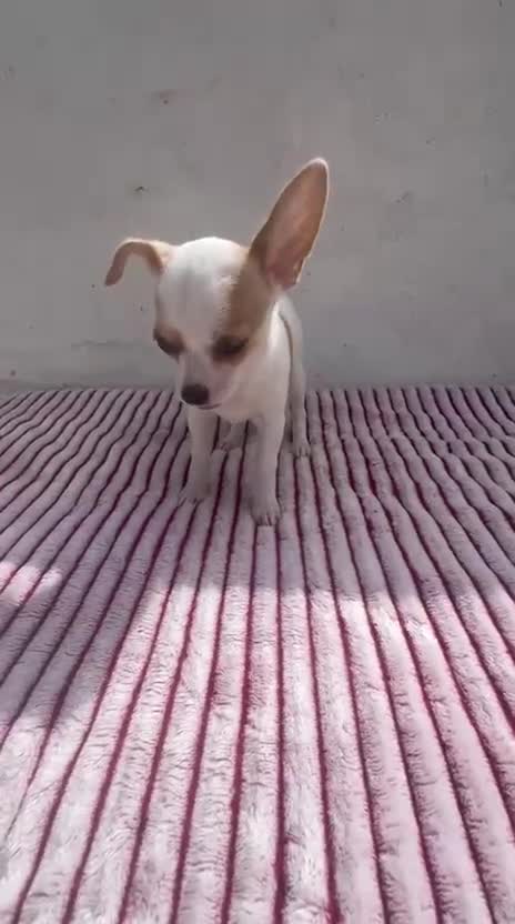 Chihuahua perros en venta: Hembra Chihuahua toy  - Video 1