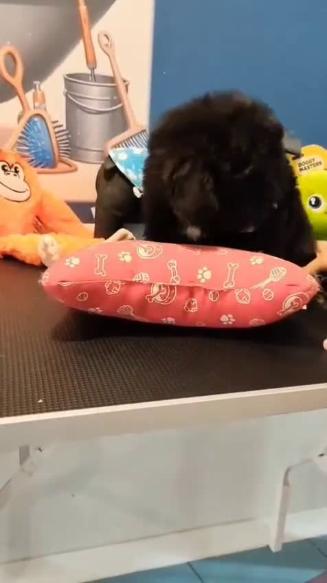 Caniche Toy perros en venta: Caniche toy merles y negros - Video 3