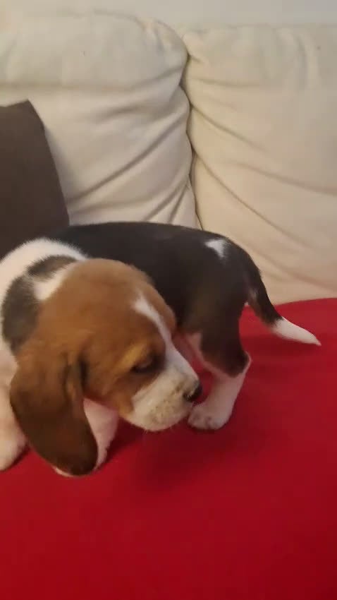 Beagle perros en venta: Beagle macho - Video 1