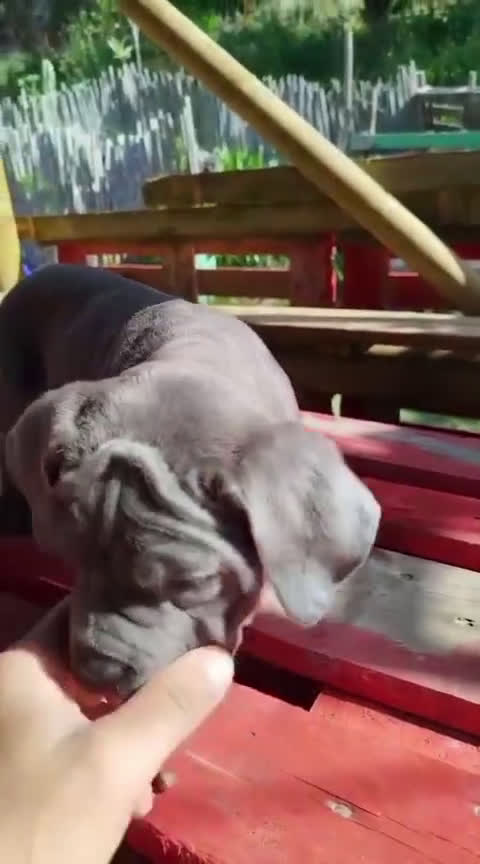 Cane Corso perros en venta: CANE CORSO BLUE en Madrid - Video 2