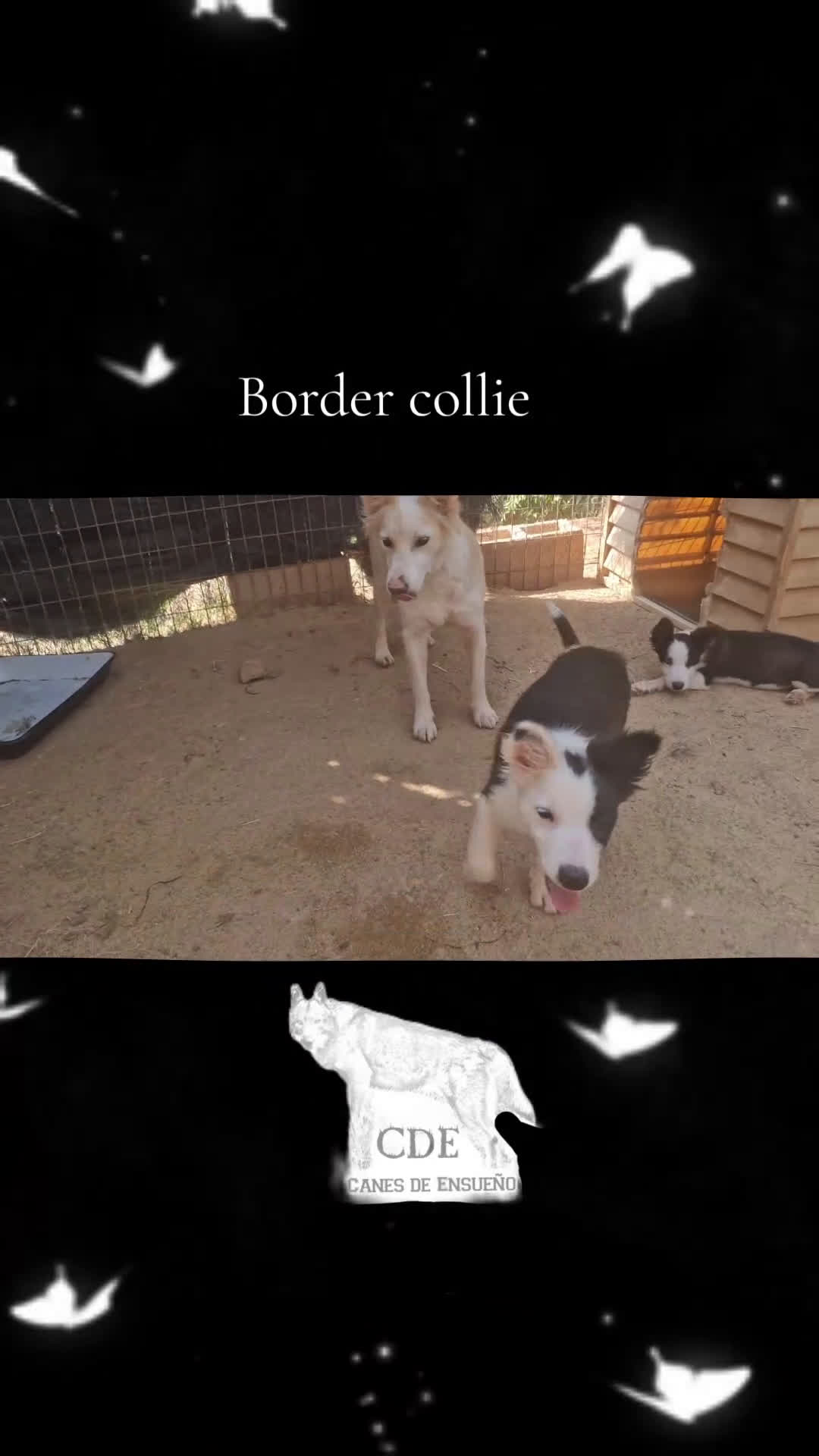 Border Collie perros en venta: Border collie línea belleza - Video 1