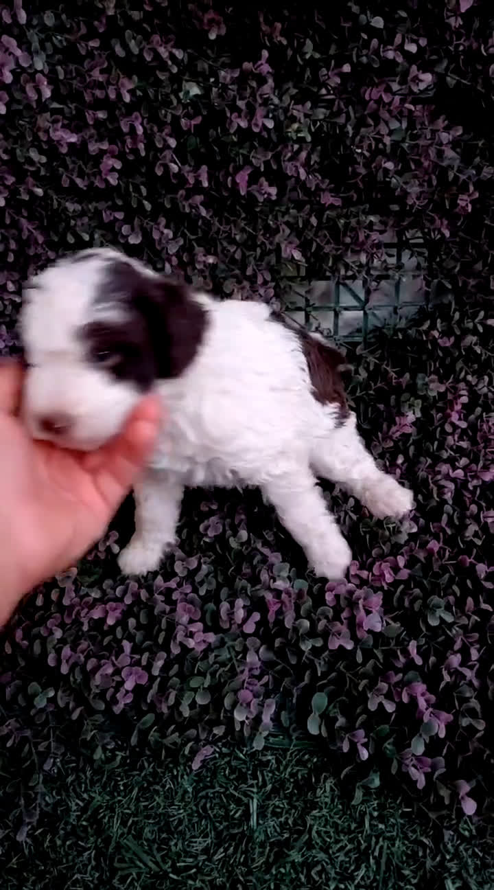 Perro de Agua Español perros en venta: Perro de aguas bicolor - Video 1