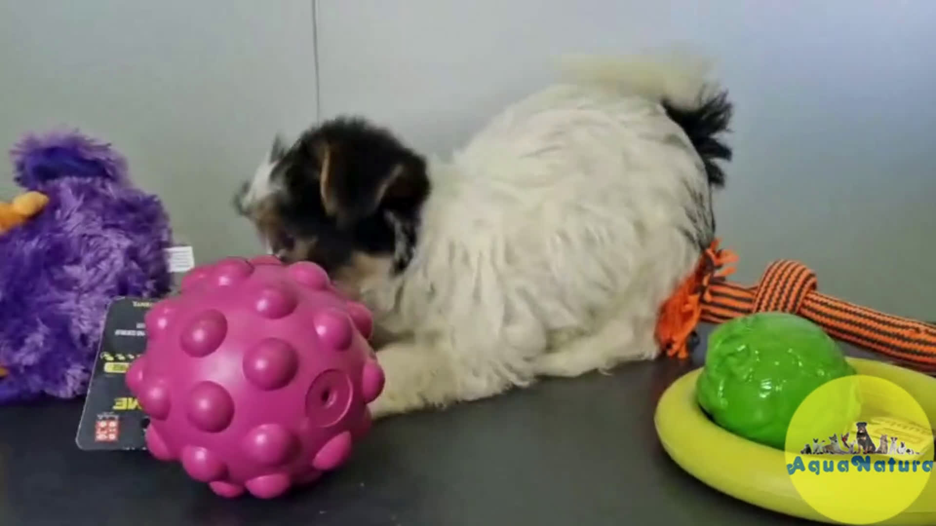 Biewer Yorkshire Terrier a la Pom Pon perros en venta: Yorkshire Biewer Hembra CJMM 1764 AQUANATURA - Video 1