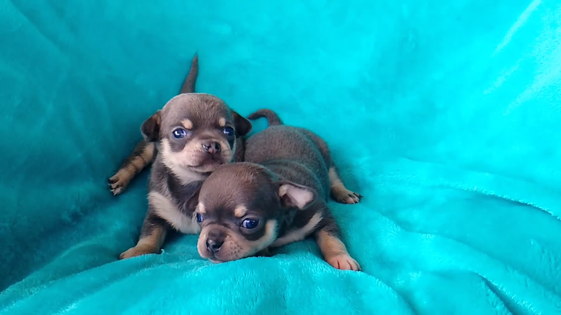 Chihuahua perros en venta: Chihuahua Mini White Exclusivos  - Video 1