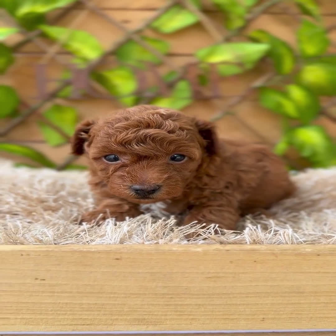 Caniche Toy perros en venta: Camada de Violet  - Video 2