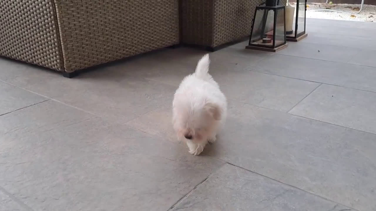Bichón Maltés perros en venta: Cachorrito Bichon Maltes Mini - Video 1