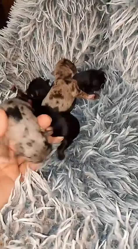 Chihuahua perros en venta: Camada para reservar  - Video 1