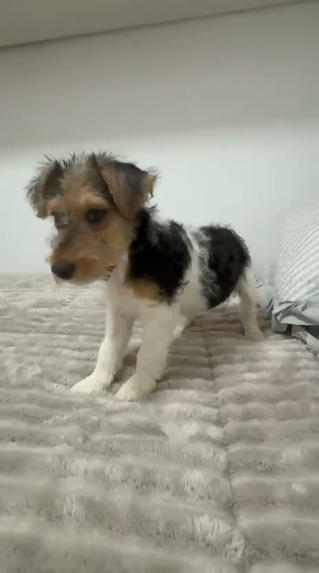 Fox Terrier de Pelo Duro perros en venta: Fox Terrier de pelo duro - Video 1