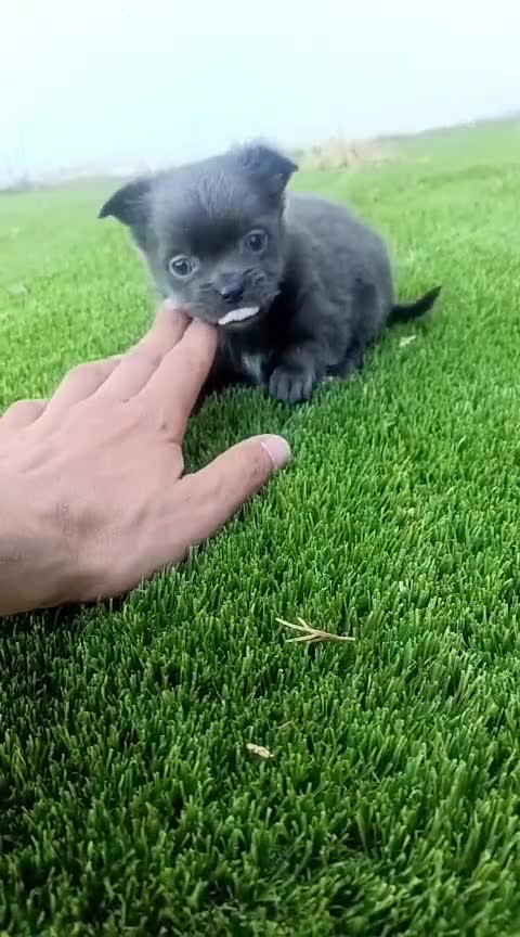 Chihuahua perros en venta: Chihuhua blue peloLargo  - Video 1