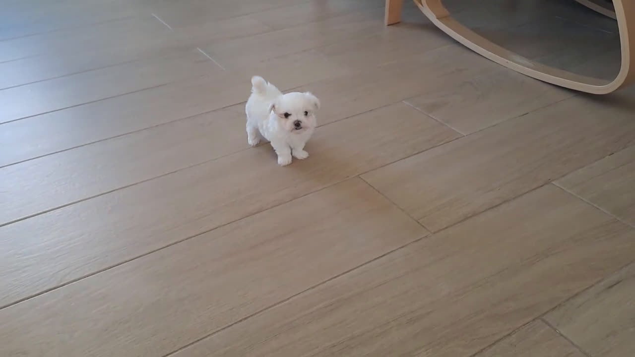 Bichón Maltés perros en venta: Cachorrita Bichon Maltes Toy  - Video 1