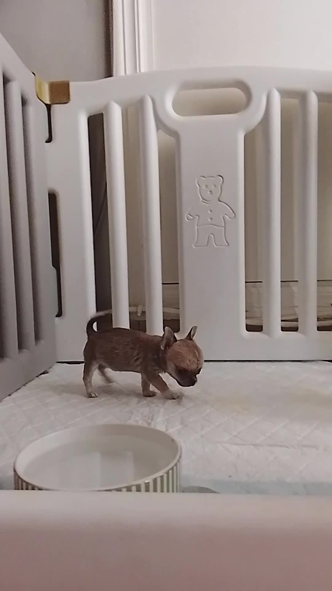 Chihuahua perros en venta: Chihuahua hembra - Video 1
