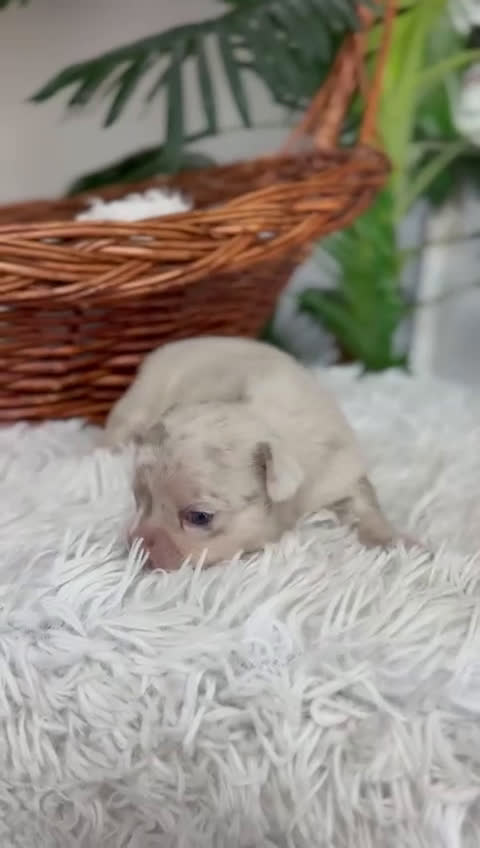 Chihuahua perros en venta: CHIHUAHUA MACHO - Video 1