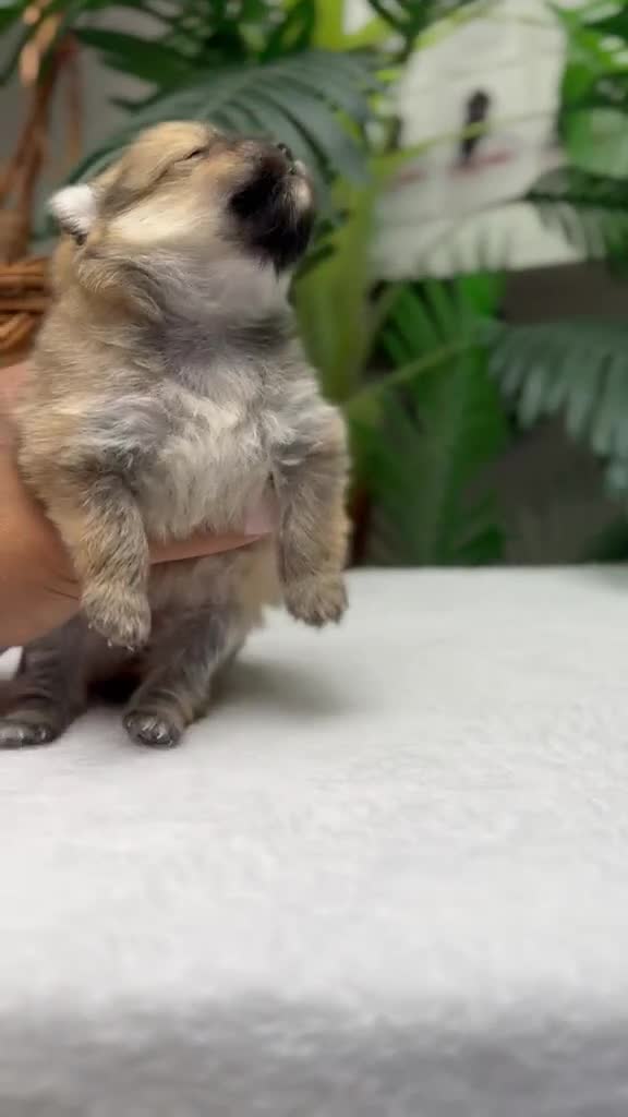 Pomerania perros en venta: POMERANIA 🎀 - Video 1