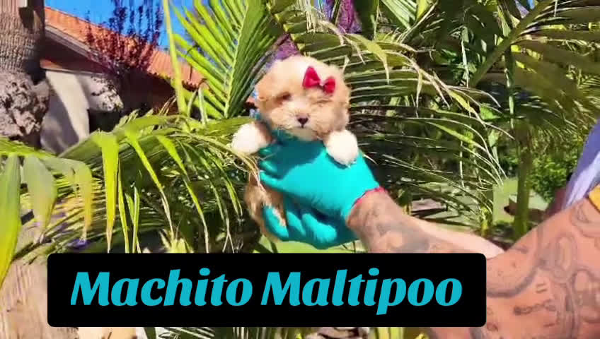 Maltipoo perros en venta: Maltipoos espectaculares linea coreana!!! en Valencia - Video 2