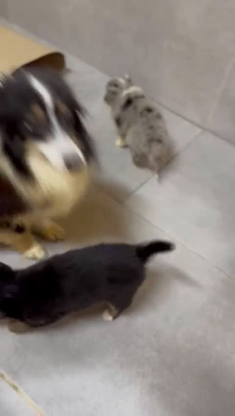 Perro Pastor de las Shetland perros en venta: SHELTIE HEMBRITAS  - Video 1