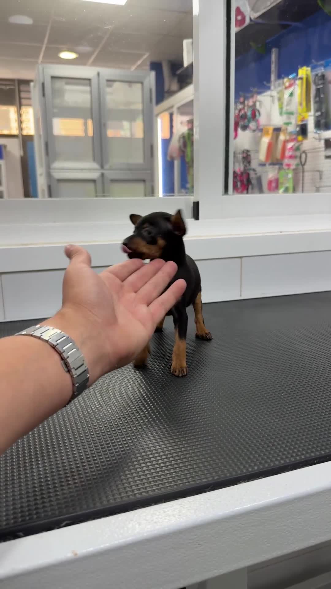 Pinscher Miniatura perros en venta: Cachorros Mini Pinscher 500€ ¡PRECIO REAL! - Video 1