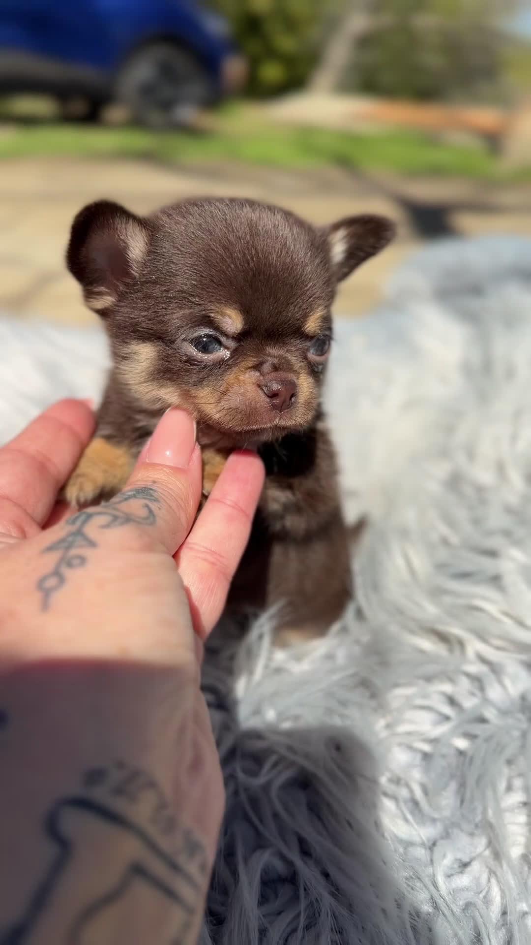 Chihuahua perros en venta: Chihuhua Microtoy  - Video 2