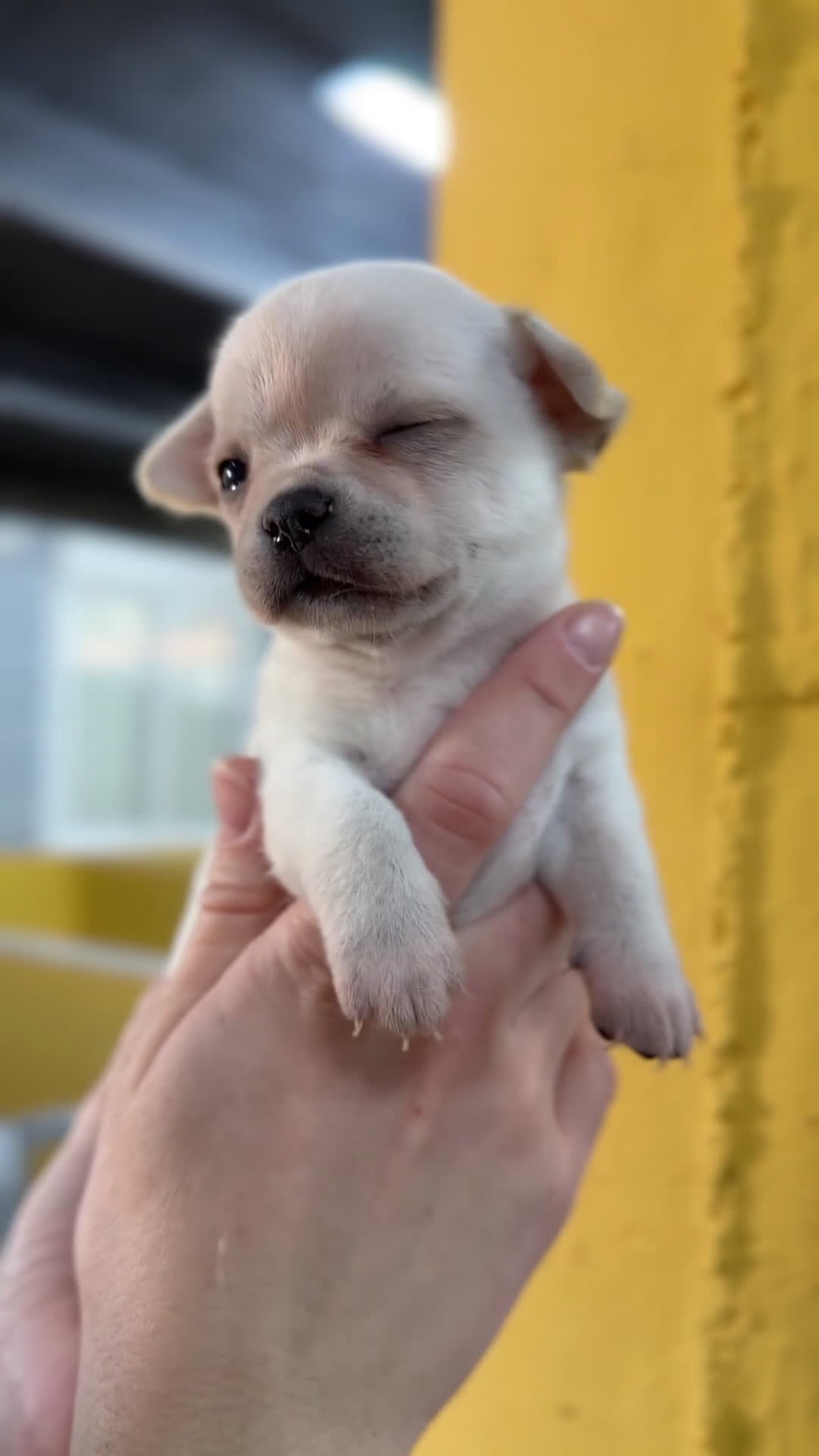 Chihuahua perros en venta: Chihuahua mini blanca  - Video 1