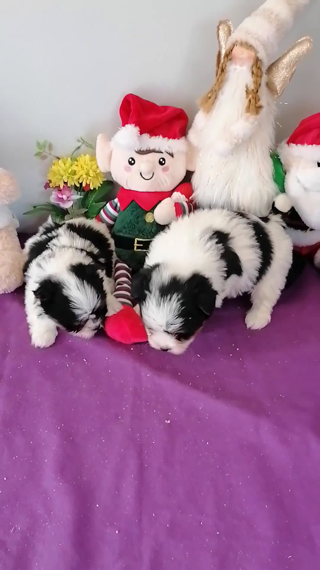 Biewer Yorkshire Terrier a la Pom Pon perros en venta: Yorkshire Biewer  - Video 1