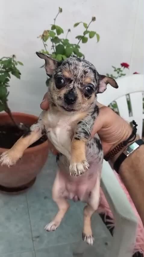 Chihuahua perros en venta: Chihuahua toys disponible  - Video 1