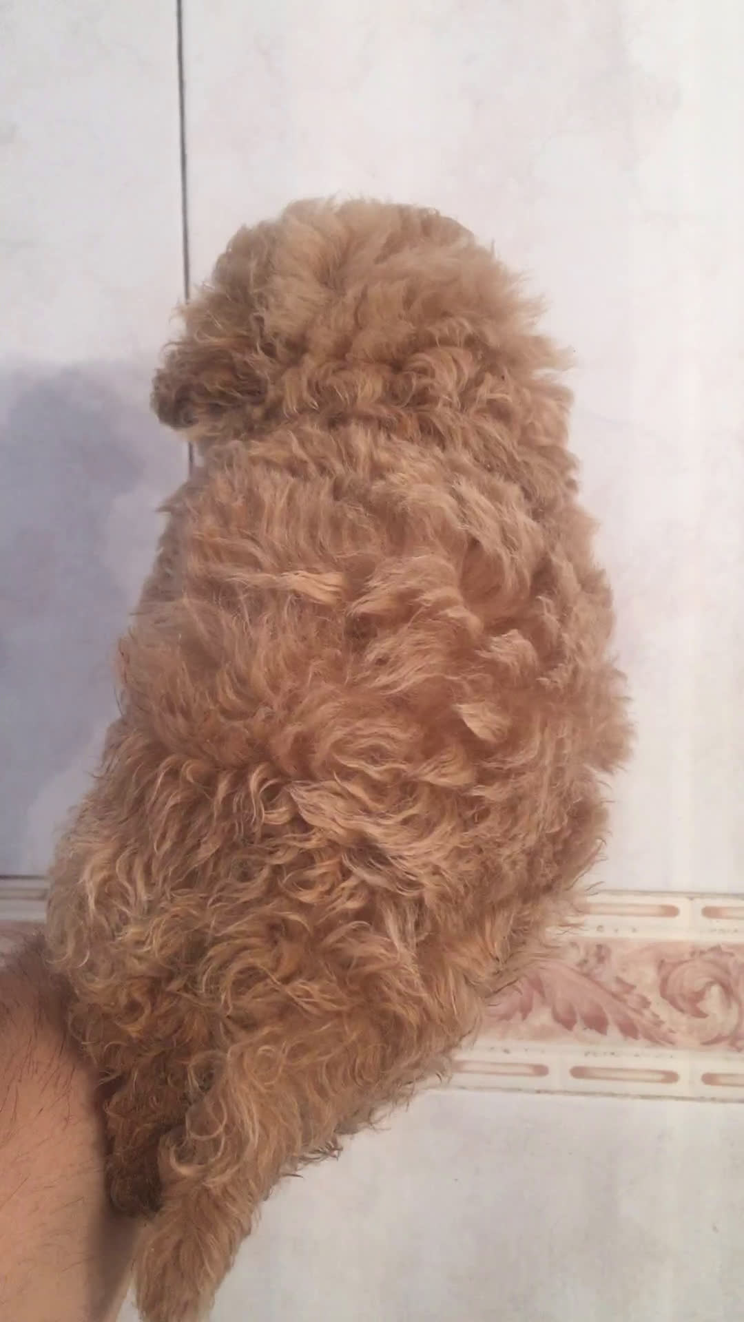 Caniche Toy perros en venta: CANICHE TOYS MACHO  en Madrid - Video 1