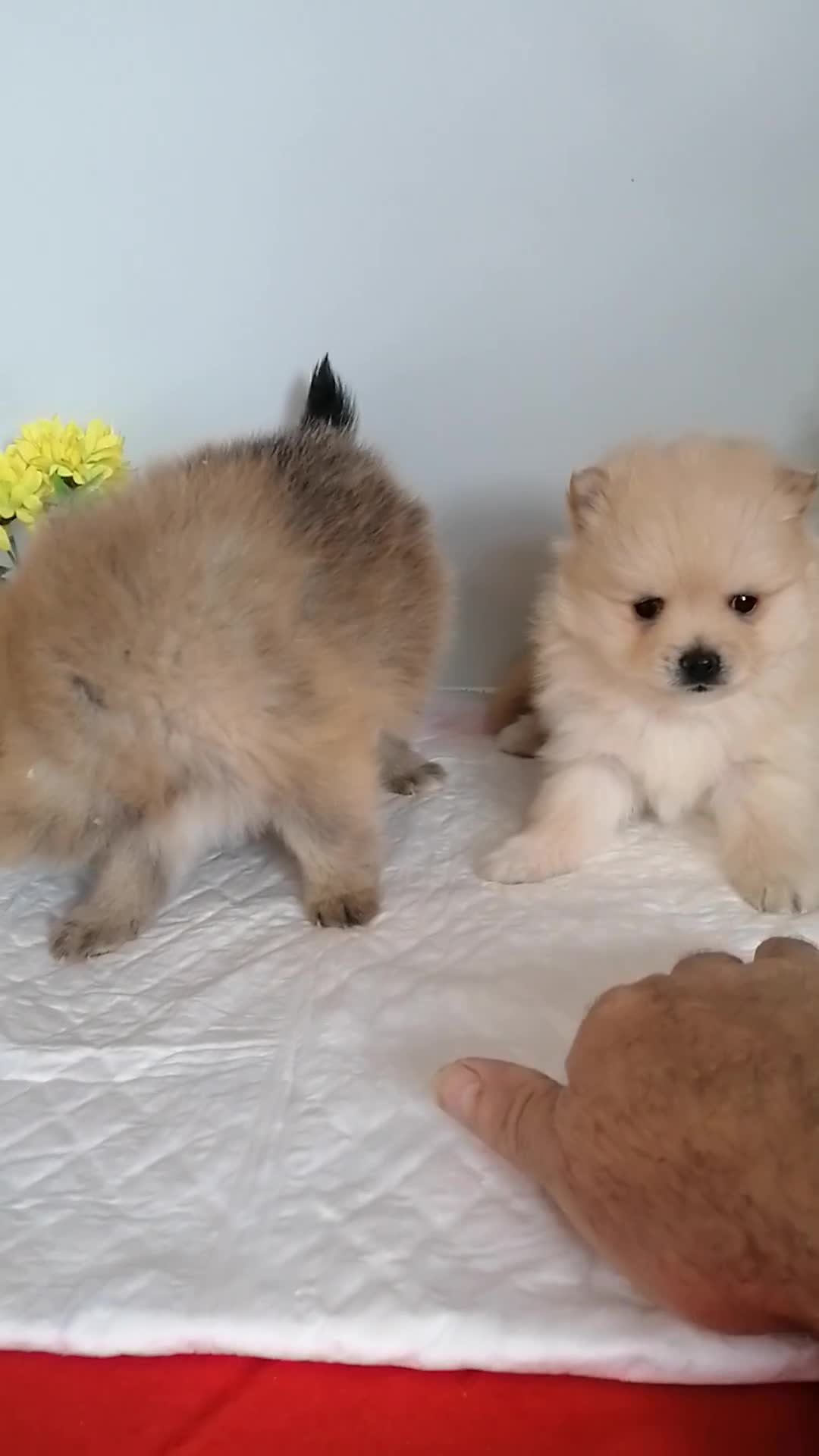 Pomerania perros en venta: Preciosa camada de pomerania  - Video 1