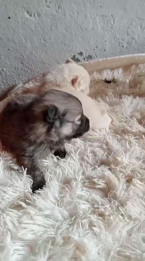 Pomerania perros en venta: Pomerania  - Video 1