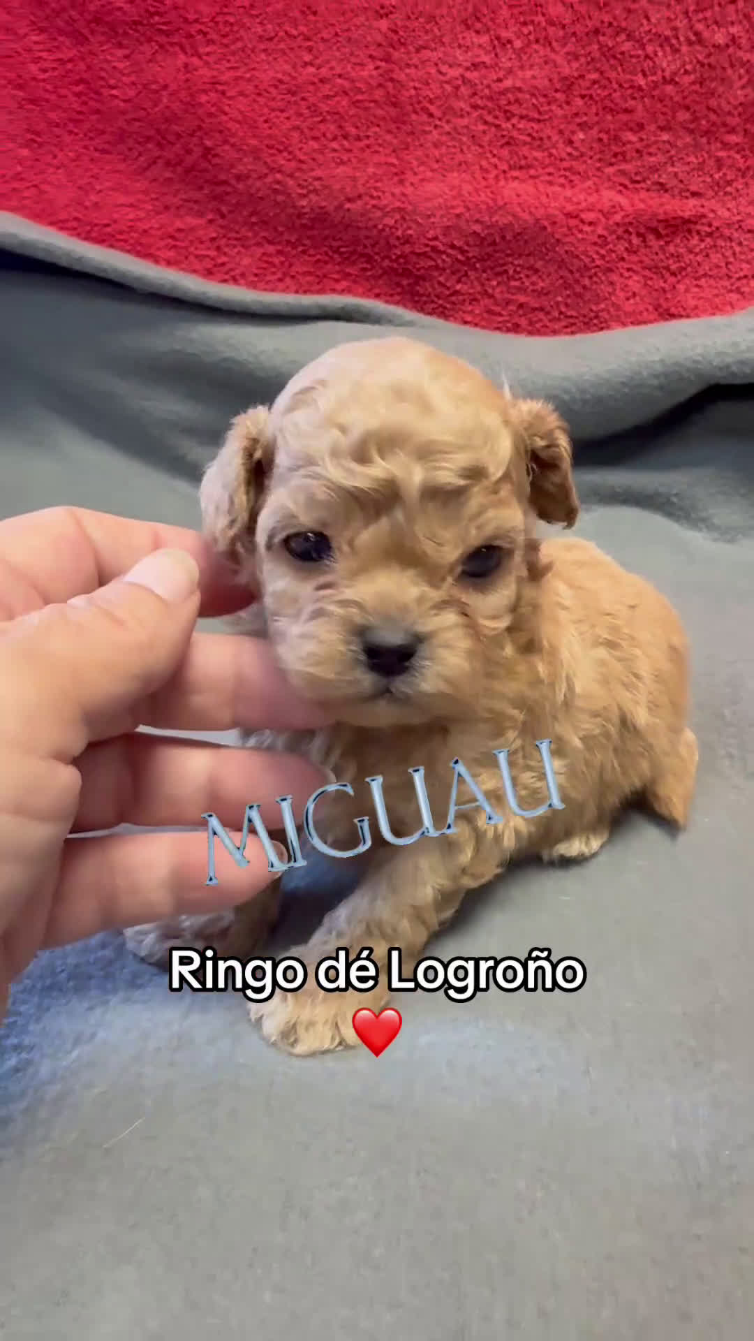 Shihpoo perros en venta: Preciosos ShihPoos de varios colores - Video 3
