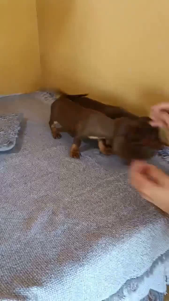 Teckel perros en venta: Preciosos cachorros teckel de pura raza - Video 3