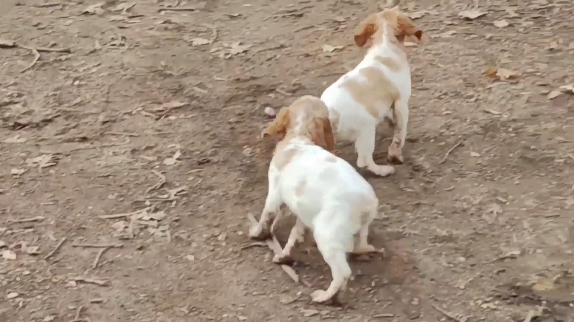 Épagneul Breton perros en venta: CACHORRAS EPAGNEUL BRETON  - Video 4