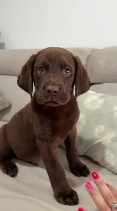 Labrador Retriever perros en venta: Labradores chocolate  - Video 1