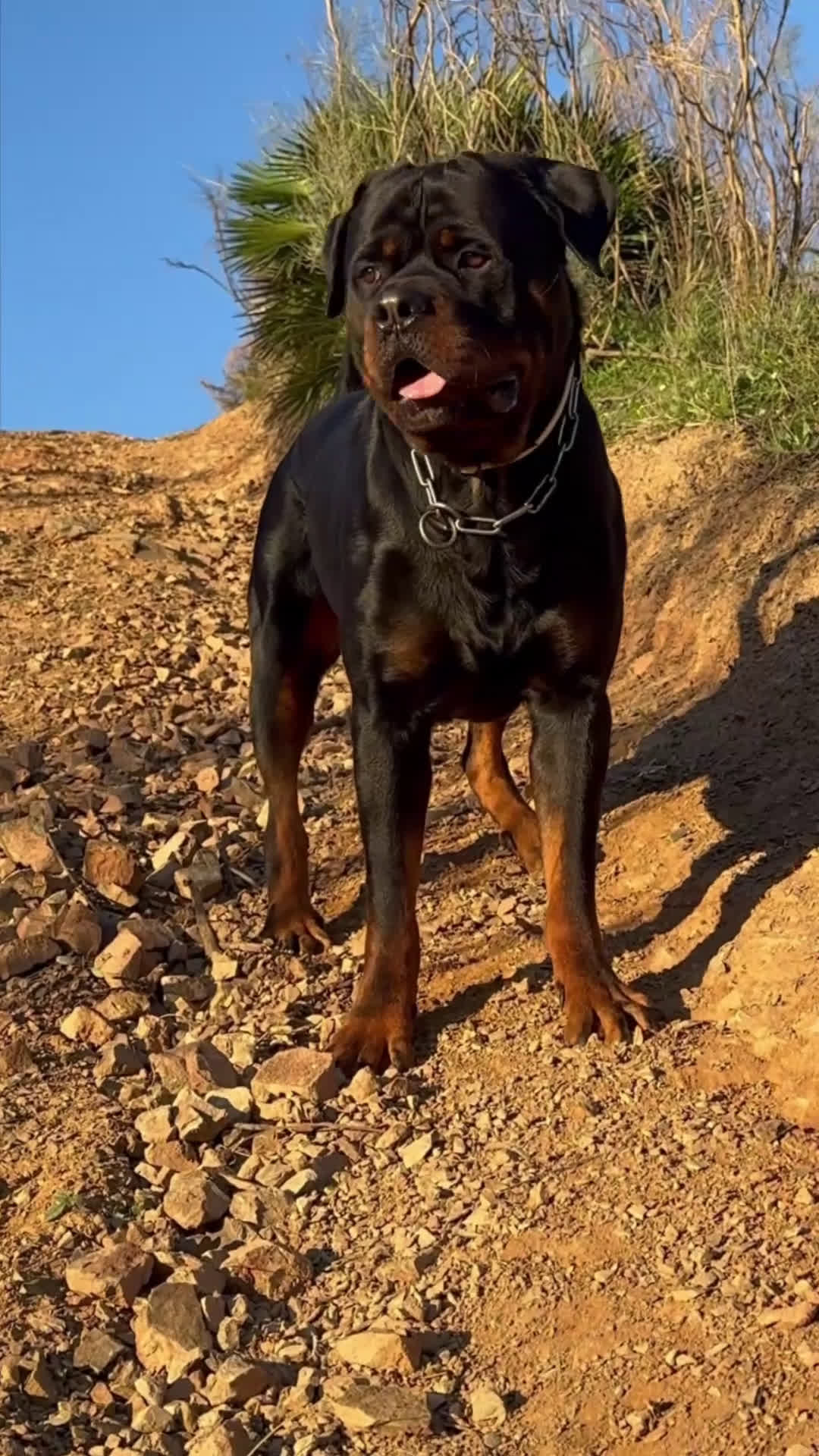 Rottweiler perros para monta: ROTTWEILER - Video 1