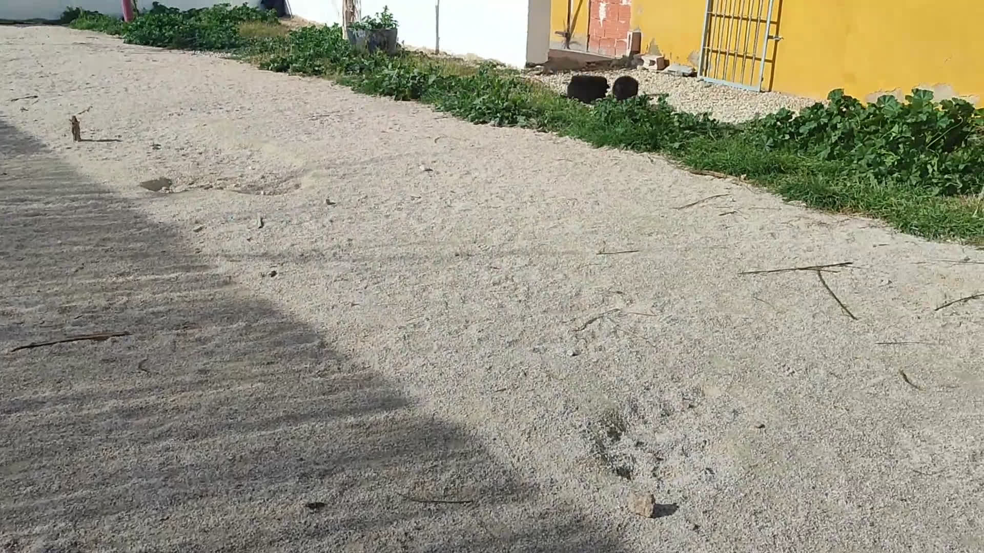 Pomerania perros en venta: Lulú de pomerania precio real. - Video 3