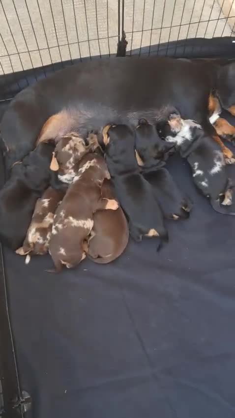Teckel Miniatura perros en venta: Teckel Miniatura  - Video 1