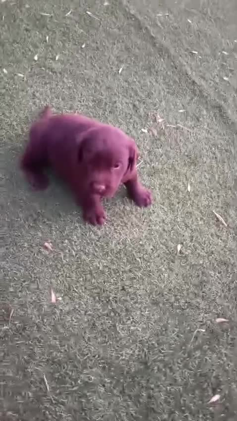 Labrador Retriever perros en venta: Labrador retriever línea inglesa chocolate  - Video 2