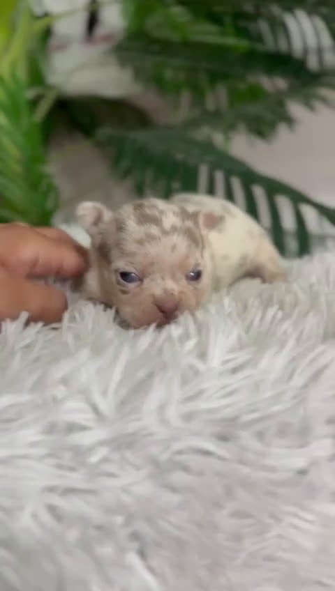 Chihuahua perros en venta: CHIHUAHUA HEMBRA MERLE - Video 1