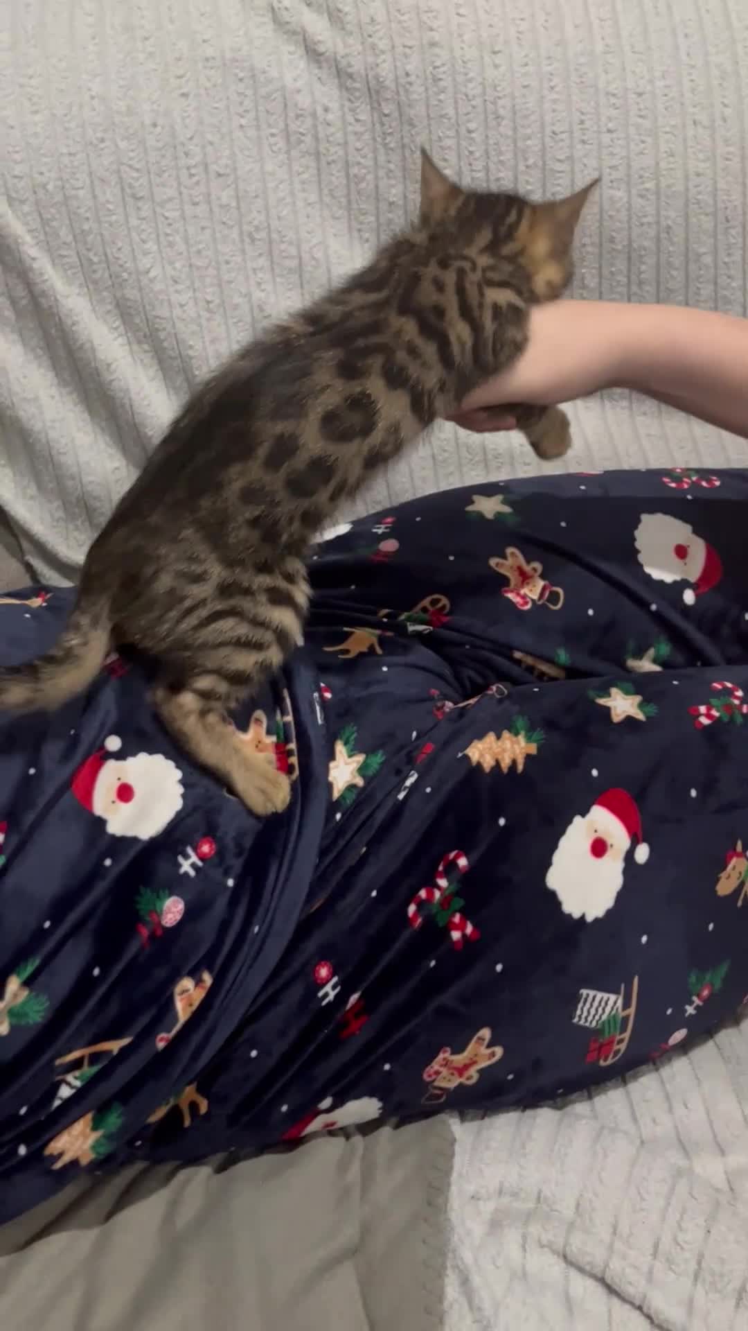 Bengalí gatos en venta: CAMADA GATOS BEBGALÍ - Video 1