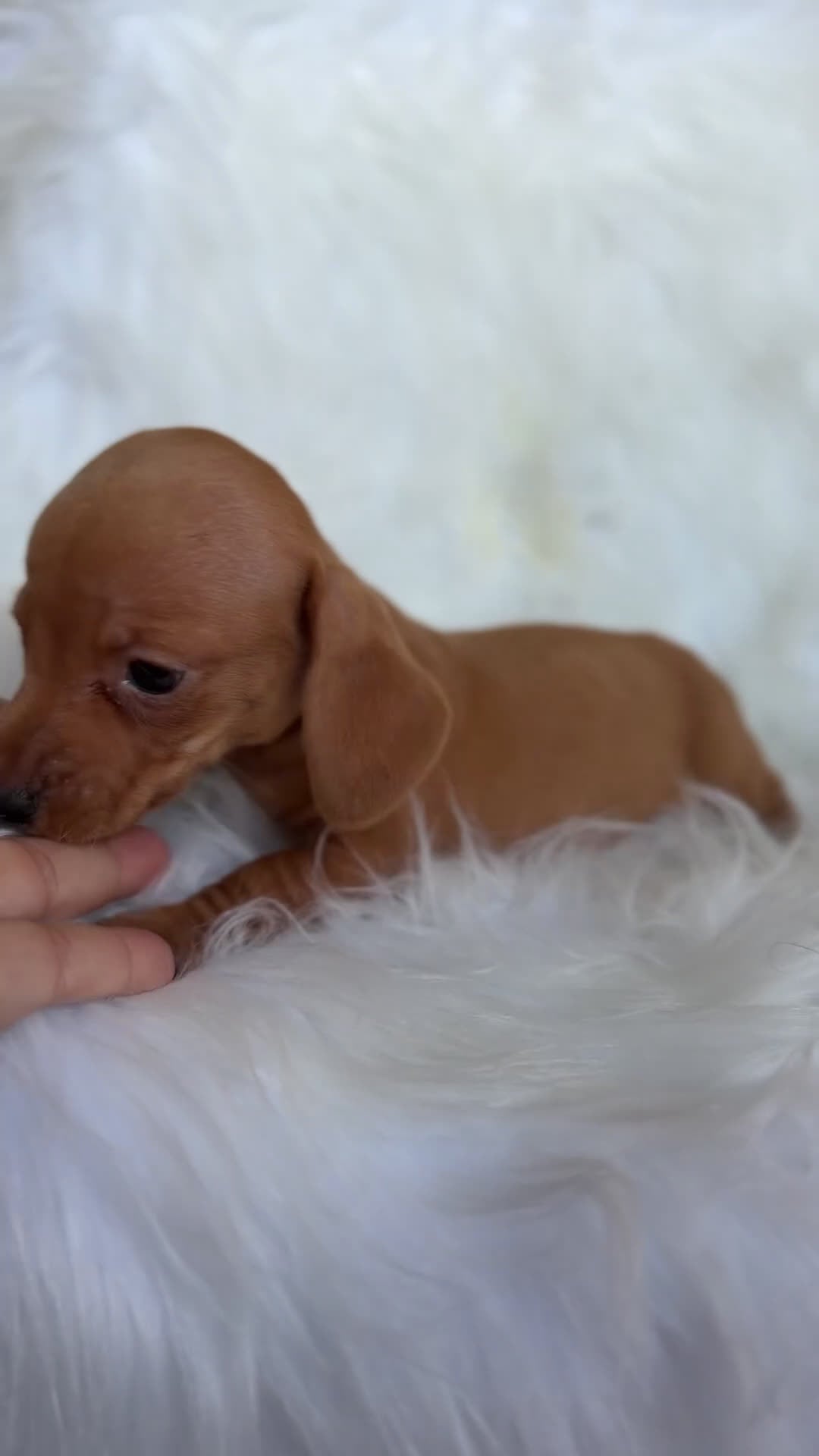 Teckel Miniatura perros en venta: Teckel Kaninchen rojo  - Video 1