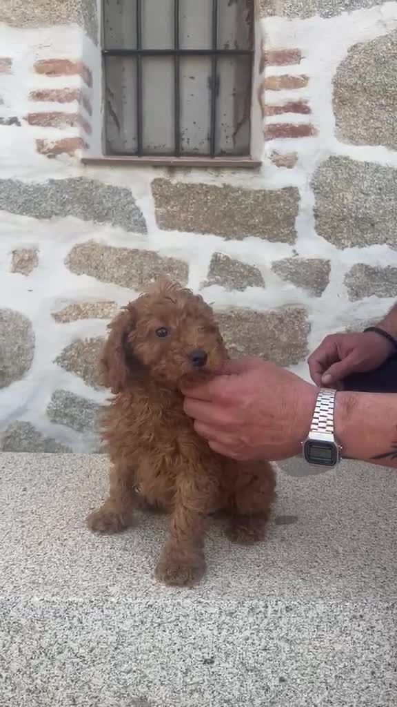 Caniche Enano perros en venta: CANICHE ENANA HEMBRA ROJA - Video 1