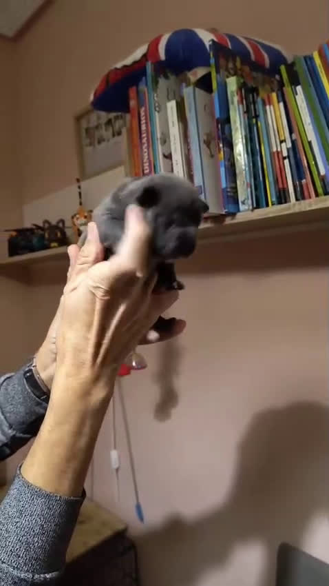 American Bully perros en venta: American bully exotic  - Video 3