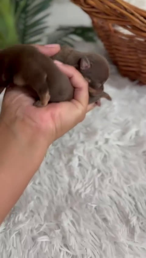 Chihuahua perros en venta: CHIHUAHUA CHOCOLATE AND TAN - Video 1