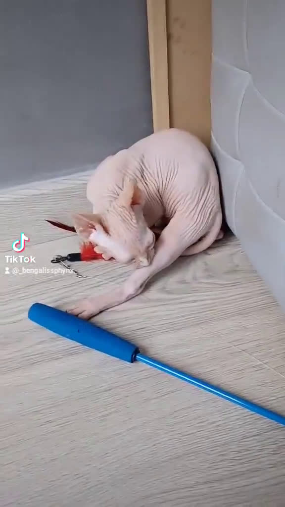 Mau Egipcio gatos en venta: GATO EGIPCIO  - Video 1