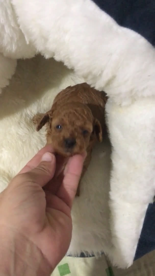 Caniche Toy perros en venta: CANICHES TOYS Y ENANOS GRAN CALIDAD  en Murcia - Video 4