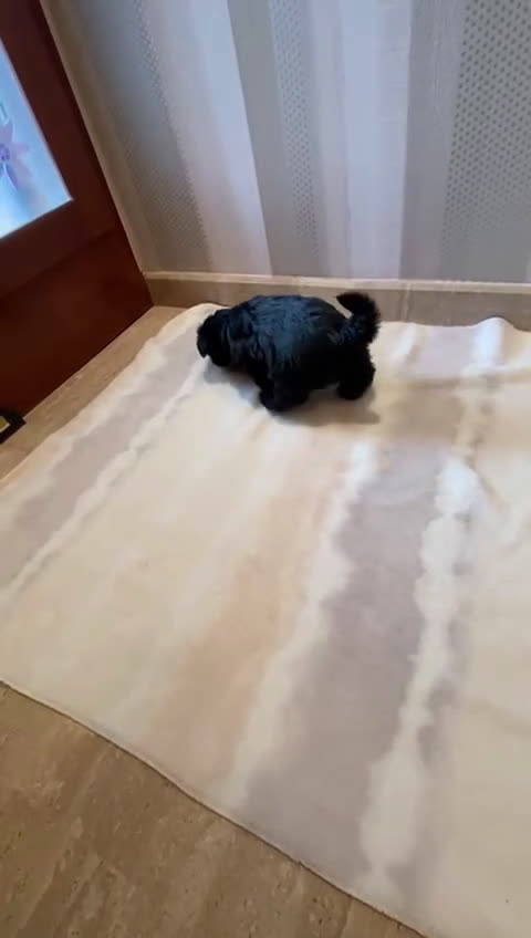 Maltipoo perros en venta: Maltipoo  - Video 1