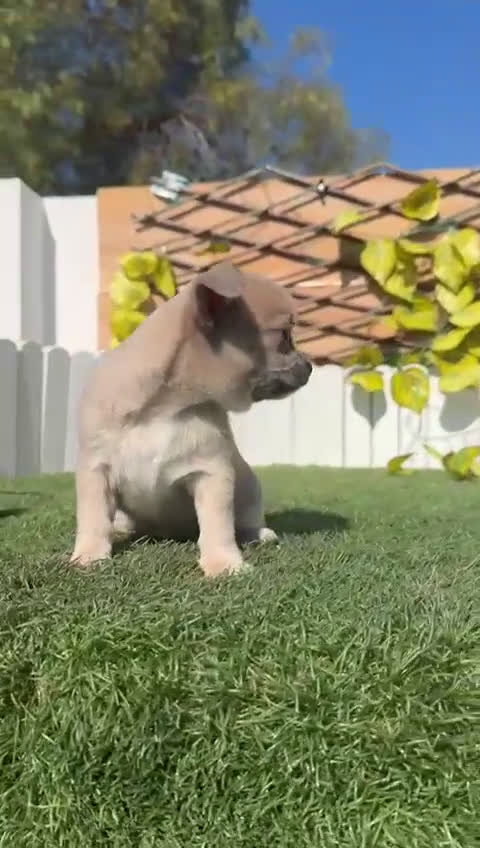 Chihuahua perros en venta: CHIHUAHUA - Video 2